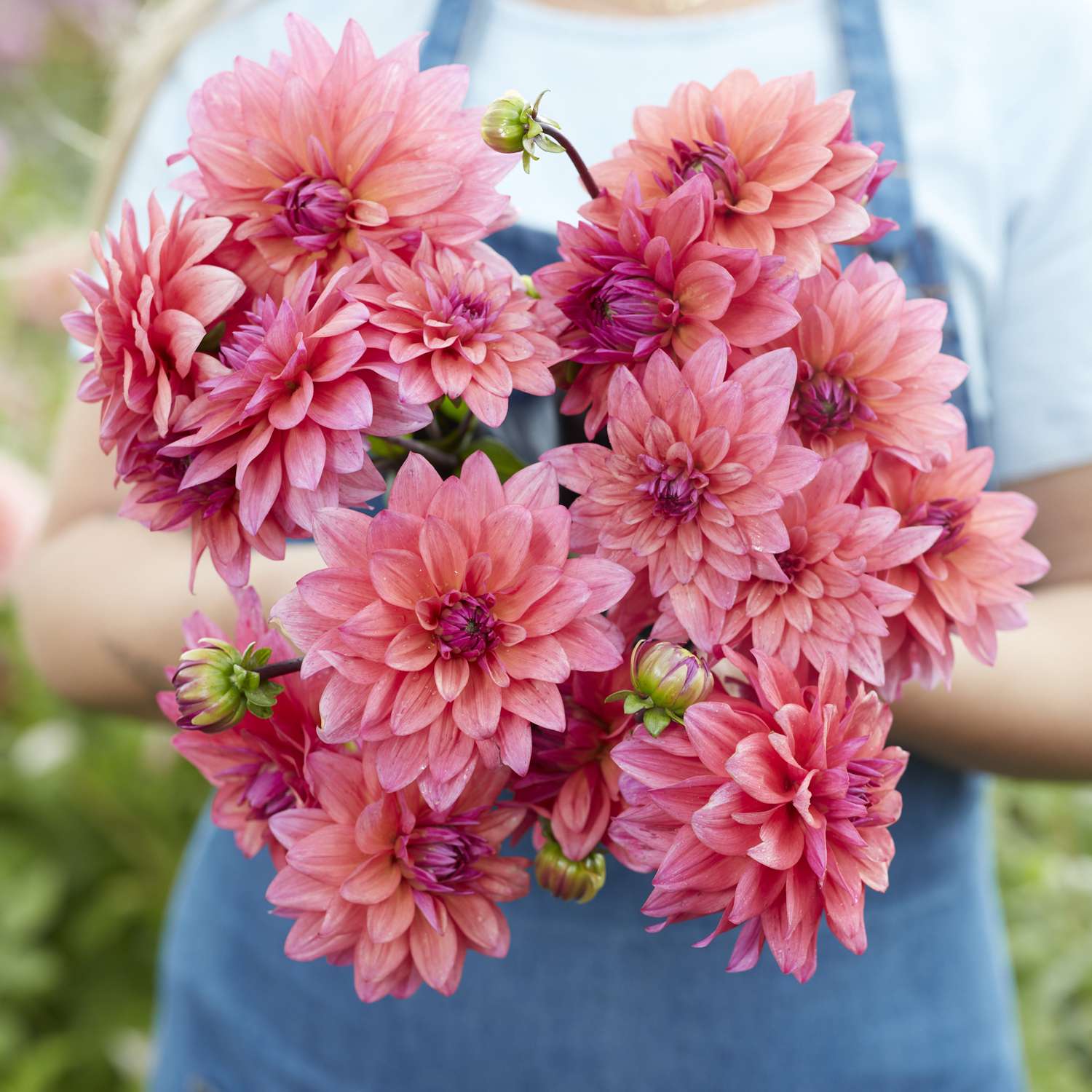 Daalia 'Feline Yvonne'